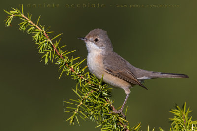 Moltoni's Warbler (Sylvia subalpina)