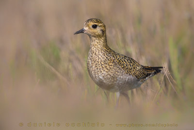 Eurasian Golden Plover (Pluvialis apricaria)