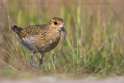 Eurasian Golden Plover (Pluvialis apricaria)