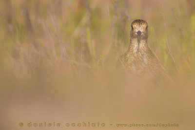 Eurasian Golden Plover (Pluvialis apricaria)