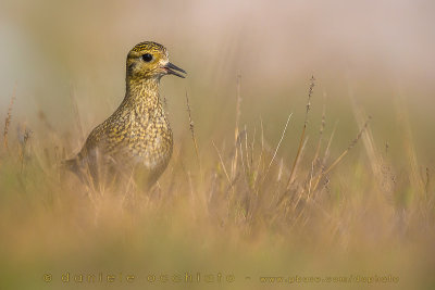 Eurasian Golden Plover (Pluvialis apricaria)