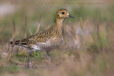 Eurasian Golden Plover (Pluvialis apricaria)