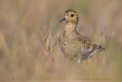 Eurasian Golden Plover (Pluvialis apricaria)