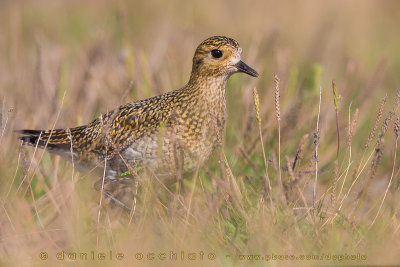 Eurasian Golden Plover (Pluvialis apricaria)