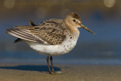 Dunlin (Calidris alpina)