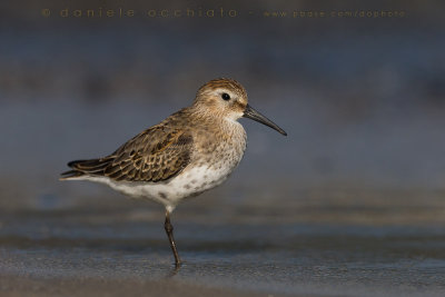 Dunlin (Calidris alpina)