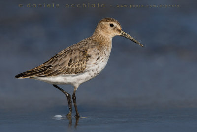 Dunlin (Calidris alpina)