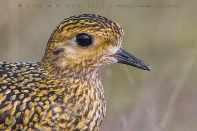 Eurasian Golden Plover (Pluvialis apricaria)