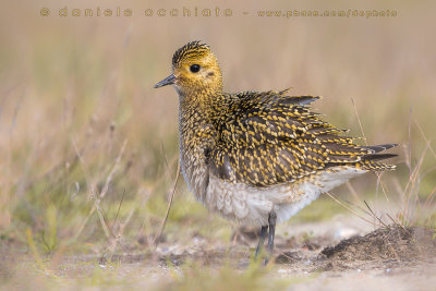 Eurasian Golden Plover (Pluvialis apricaria)