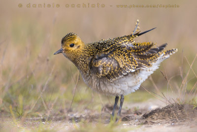 Eurasian Golden Plover (Pluvialis apricaria)