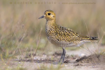 Eurasian Golden Plover (Pluvialis apricaria)