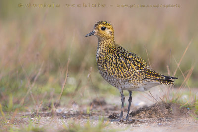 Eurasian Golden Plover (Pluvialis apricaria)