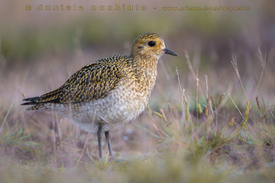 Eurasian Golden Plover (Pluvialis apricaria)