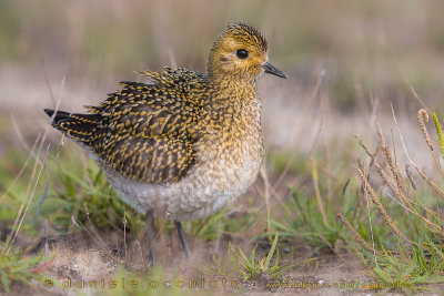 Eurasian Golden Plover (Pluvialis apricaria)