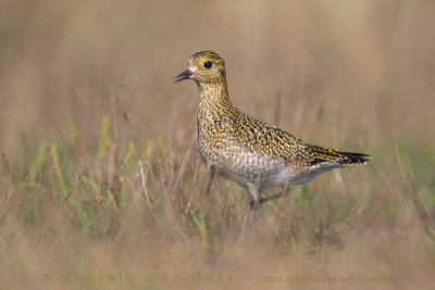 Eurasian Golden Plover (Pluvialis apricaria)