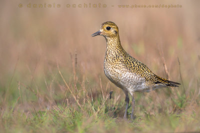 Eurasian Golden Plover (Pluvialis apricaria)