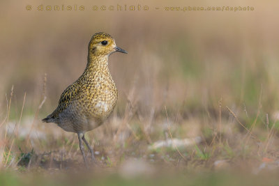 Eurasian Golden Plover (Pluvialis apricaria)