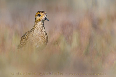 Eurasian Golden Plover (Pluvialis apricaria)