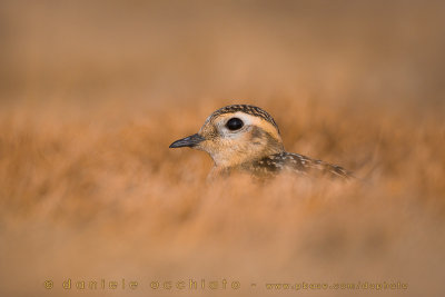 Dotterel (Charadrius morinellus)