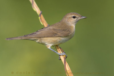 Garden Warbler (Sylvia borin)