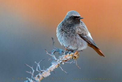 Black Redstart (Phoenicurus ochruros gibraltariensis)