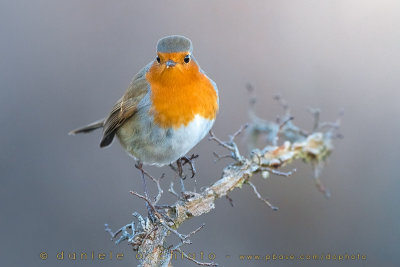 European Robin (Erithacus rubecula)