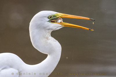 Great White Egret (Ardea alba)