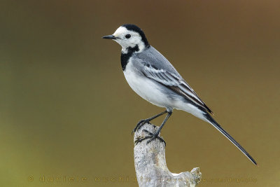 White Wagtail (Motaciclla alba)