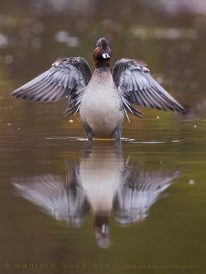 Eurasian Teal (Anas crecca)