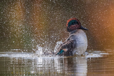 Eurasian Teal (Anas crecca)