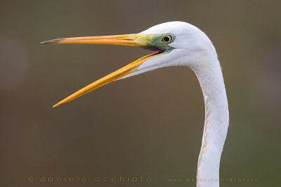 Great White Egret (Ardea alba)