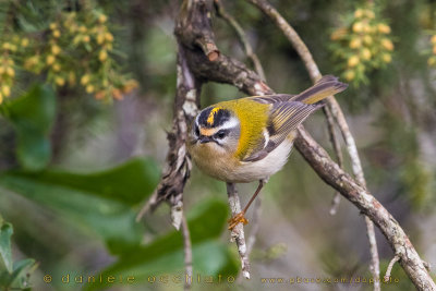 Firecrest (Regulus ignicapillus)