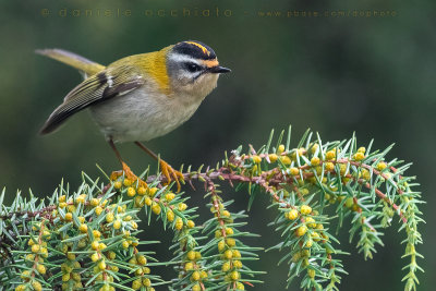 Firecrest (Regulus ignicapillus)