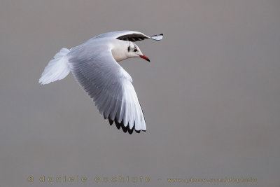 Common Black-headed Gull (Croicocephalus ridibundus)