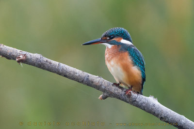 Kingfisher (Alcedo atthis)