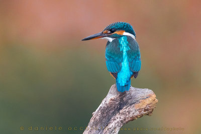 Kingfisher (Alcedo atthis)