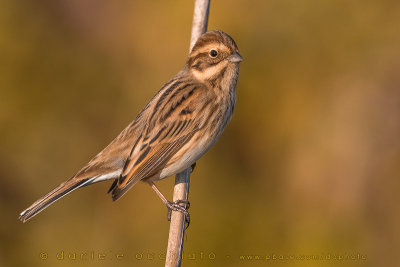 Reed Bunting (Emberiza schoeniclus)