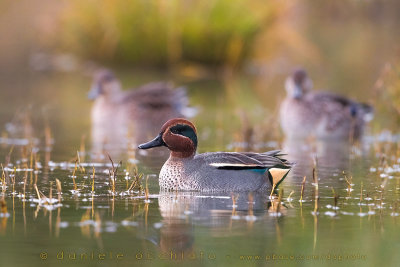 Eurasian Teal (Anas crecca)