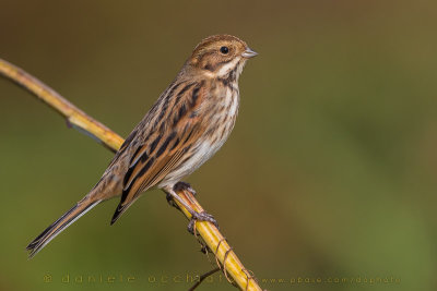 Reed Bunting (Emberiza schoeniclus)