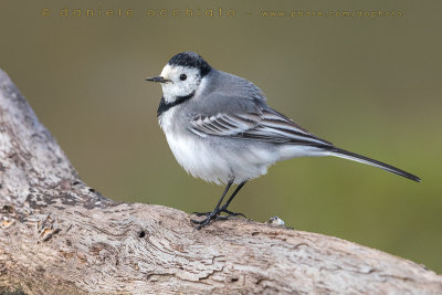 White Wagtail (Motaciclla alba)