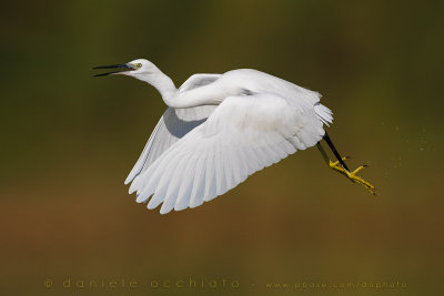 Little Egret (Egretta garzetta)