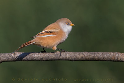 Bearded Reedling (Panurus biarmicus)