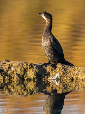 Pygmy Cormorant (Microcarbo pygmaeus)