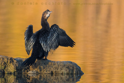 Pygmy Cormorant (Microcarbo pygmaeus)