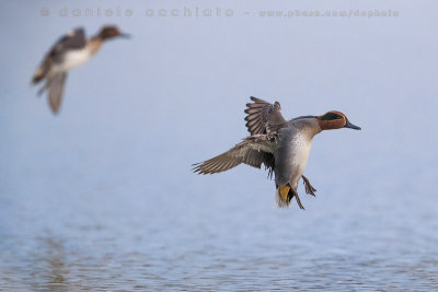 Eurasian Teal (Anas crecca)
