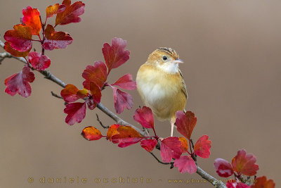 Zitting Cisticola (Cisticola juncidis)