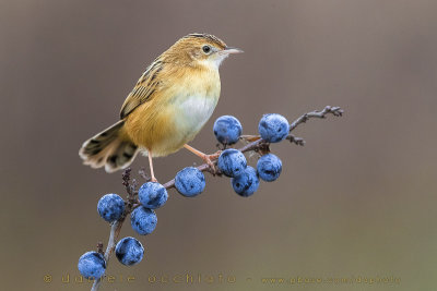 Zitting Cisticola (Cisticola juncidis)