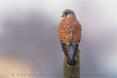 Eurasian Kestrel (Falco tinnunculus)