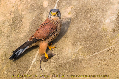 Eurasian Kestrel (Falco tinnunculus)