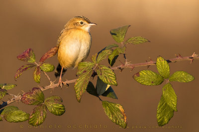 Zitting Cisticola (Cisticola juncidis)